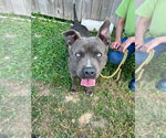 Small #3 Mutt