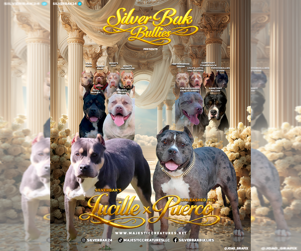 Medium Photo #2 American Bully Puppy For Sale in CHAMPAIGN, IL, USA