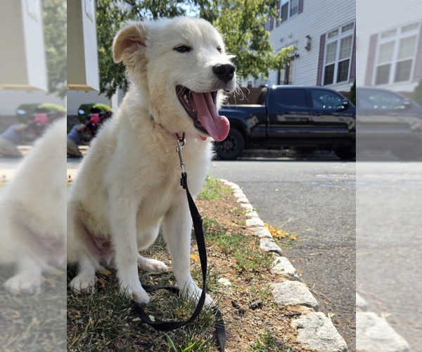Medium Photo #11 Collie-Unknown Mix Puppy For Sale in Brooklyn, NY, USA