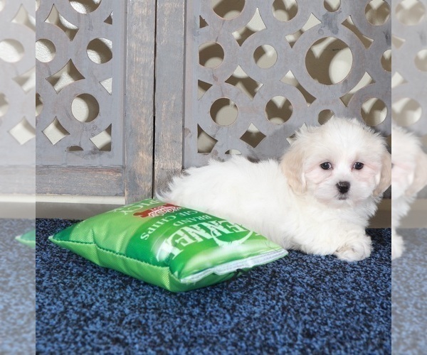 Medium Photo #2 ShihPoo Puppy For Sale in MOUNT VERNON, OH, USA