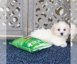Small #1 ShihPoo