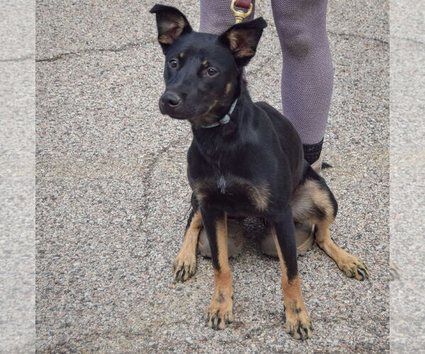 Medium Photo #3 German Shepherd Dog-Unknown Mix Puppy For Sale in Huntley, IL, USA