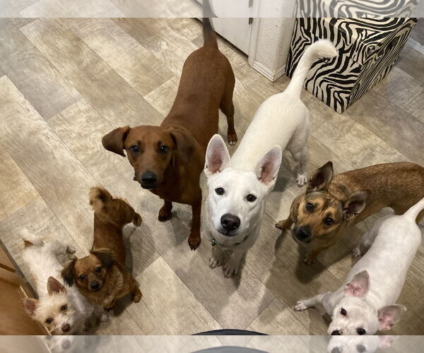 Medium Photo #4 Chiweenie Puppy For Sale in San Diego, CA, USA