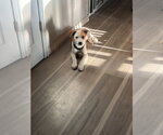 Small #5 Collie Mix