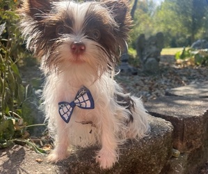 Yorkshire Terrier Puppy for sale in FAIRLAND, IN, USA