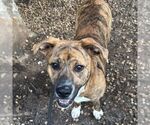 Small #1 American Pit Bull Terrier Mix