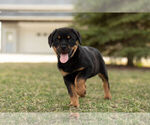 Puppy 2 Rottweiler