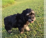 Small #5 Aussiedoodle