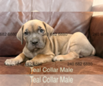 Puppy Teal Collar M Cane Corso