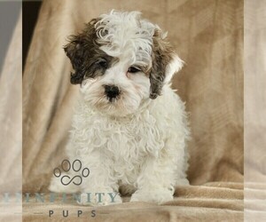 ShihPoo Puppy for sale in GORDONVILLE, PA, USA