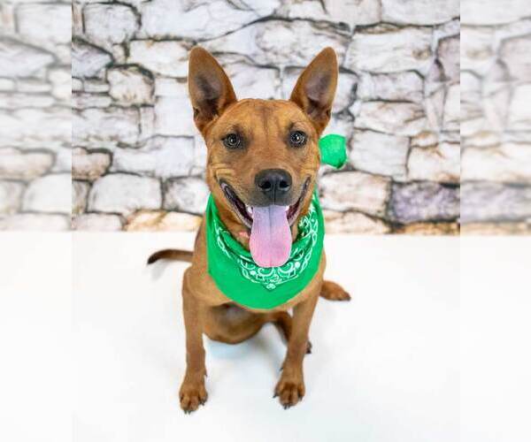 Medium Photo #6 Mutt Puppy For Sale in Kennesaw, GA, USA