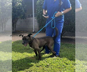 Nick - Male Mutt Dog for Adoption - Photo #2