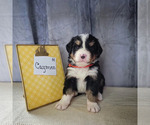 Small Photo #1 Bernese Mountain Dog-Cavalier King Charles Spaniel Mix Puppy For Sale in CUBA CITY, WI, USA
