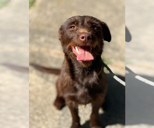 Medium Photo #9 Mutt Puppy For Sale in New York, NY, USA