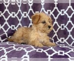 Small Photo #8 Poodle (Miniature)-Shorkie Tzu Mix Puppy For Sale in LAKELAND, FL, USA