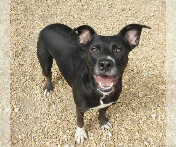 Medium Photo #5 Mutt Puppy For Sale in Anniston, AL, USA