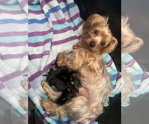 Mother of the Morkie puppies born on 10/03/2023