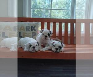 Bulldog Puppy for sale in EASTMAN, GA, USA