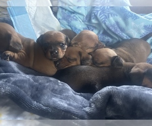 Dachshund Puppy for sale in OAKLAND, CA, USA