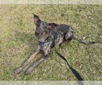Small #2 Catahoula Leopard Dog Mix