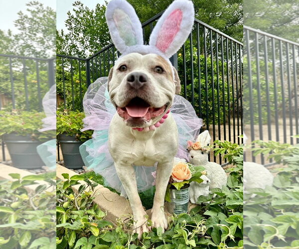 Medium Photo #2 American Bulldog-Unknown Mix Puppy For Sale in Redlands, CA, USA