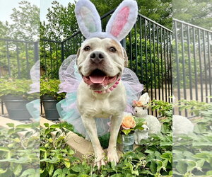 Remi - Female American Bulldog-Unknown Mix Dog for Adoption - Photo #2