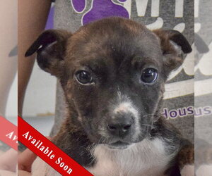 Jack Russell Terrier-Unknown Mix Dogs for adoption in Huntley, IL, USA