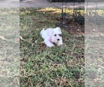 Small Photo #11 Schnauzer (Miniature) Puppy For Sale in HOUSTON, TX, USA