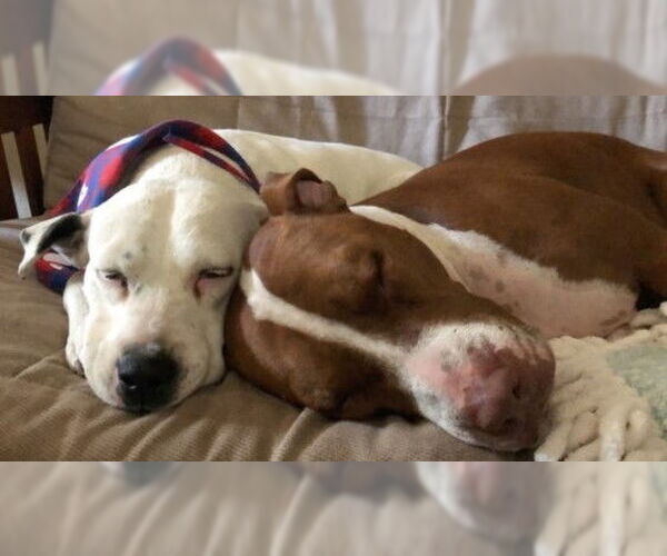 Medium Photo #7 Boxer-Unknown Mix Puppy For Sale in Sanford, FL, USA