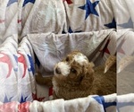 Small #1 Australian Labradoodle-Bernedoodle Mix