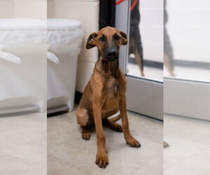 Doberman Pinscher-Unknown Mix Dogs for adoption in Rowlett, TX, USA