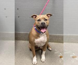 American Pit Bull Terrier-Unknown Mix Dogs for adoption in Las Vegas, NV, USA