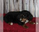 Small Photo #2 Bernedoodle-Poodle (Miniature) Mix Puppy For Sale in STANLEY, WI, USA