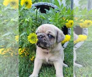 Pug Puppy for sale in PITTSBURGH, PA, USA