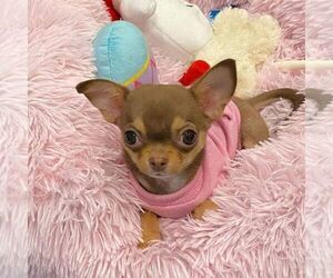Chihuahua Puppy for sale in LOS ANGELES, CA, USA