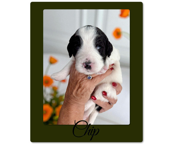 Medium Photo #4 Bernedoodle-Poodle (Standard) Mix Puppy For Sale in MENIFEE, CA, USA
