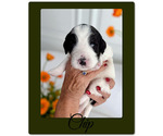 Small #3 Bernedoodle-Poodle (Standard) Mix