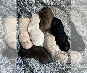 Goldendoodle Puppy for sale in FLAT ROCK, NC, USA