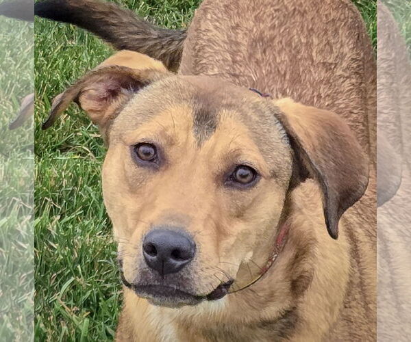 Medium Photo #3 Boxador Puppy For Sale in Huntley, IL, USA