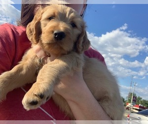 Goldendoodle (Miniature) Puppy for sale in PHILADELPHIA, PA, USA