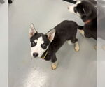 Small #1 Huskies  Mix