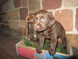 Labrador Retriever Puppy for sale in NEWMANSTOWN, PA, USA