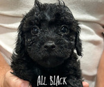 Small #4 Poovanese