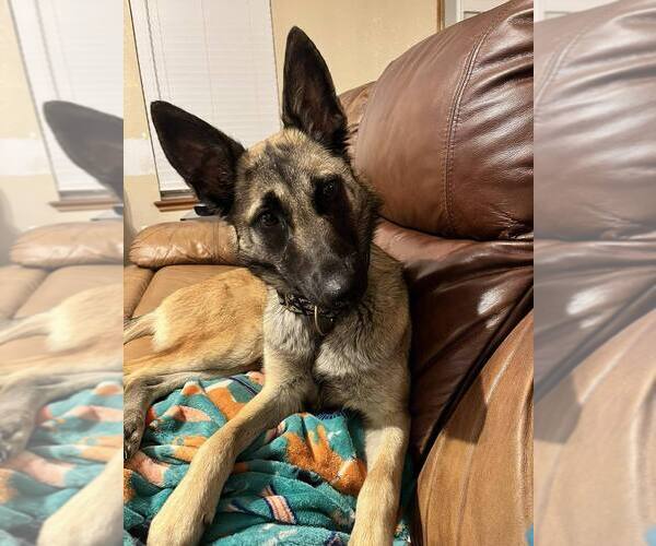 Medium Photo #2 Mutt Puppy For Sale in Imlay City, MI, USA