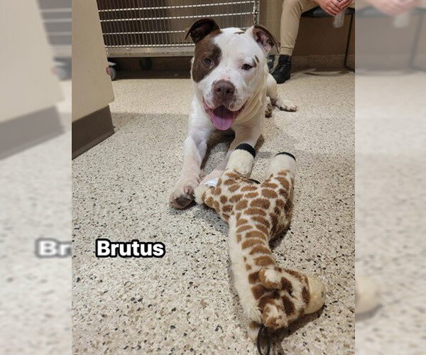 Medium Photo #2 American Staffordshire Terrier-Mastiff Mix Puppy For Sale in Akron, OH, USA