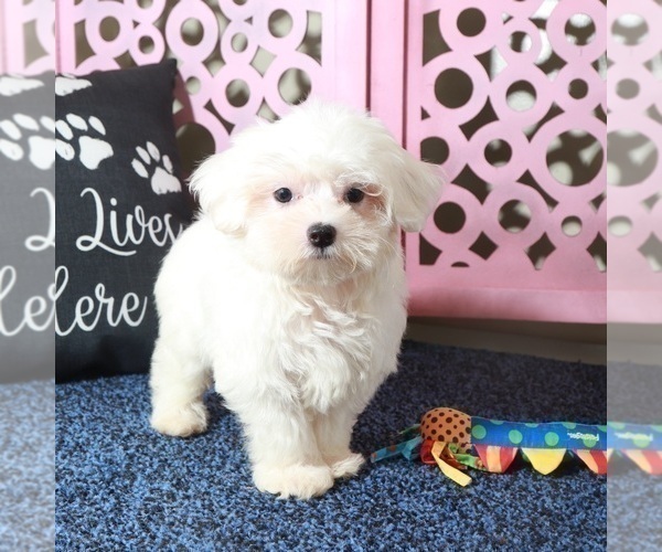 Medium Photo #1 Maltese Puppy For Sale in MOUNT VERNON, OH, USA