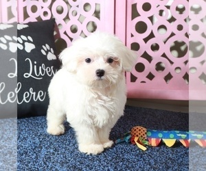 Maltese Puppy for sale in MOUNT VERNON, OH, USA