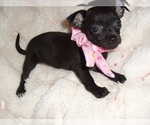 Small Chihuahua