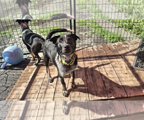 Medium Photo #4 Mutt Puppy For Sale in Sebec, ME, USA