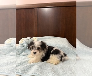 Maltipoo-Yorkshire Terrier Mix Puppy for sale in BENSON, NC, USA
